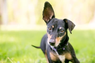 Ear Hematoma Surgery in Dogs Ear Hematoma Surgery in Dogs