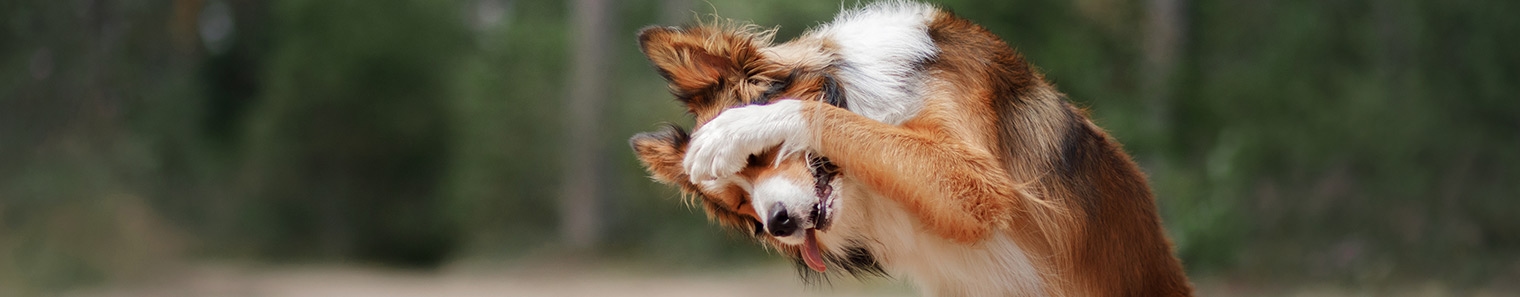 Paws and Claws Veterinary Hospital Paws and Claws Veterinary Hospital