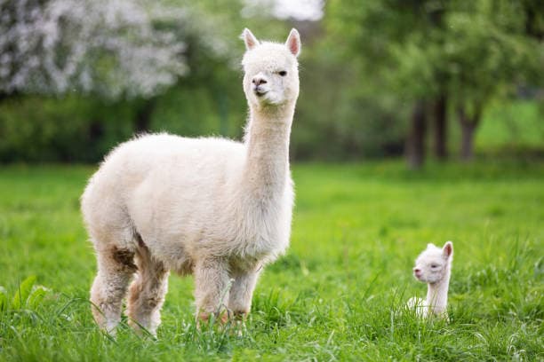 Alpacas Alpacas