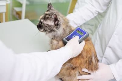 Should I Get My Cat Microchipped? Should I Get My Cat Microchipped?
