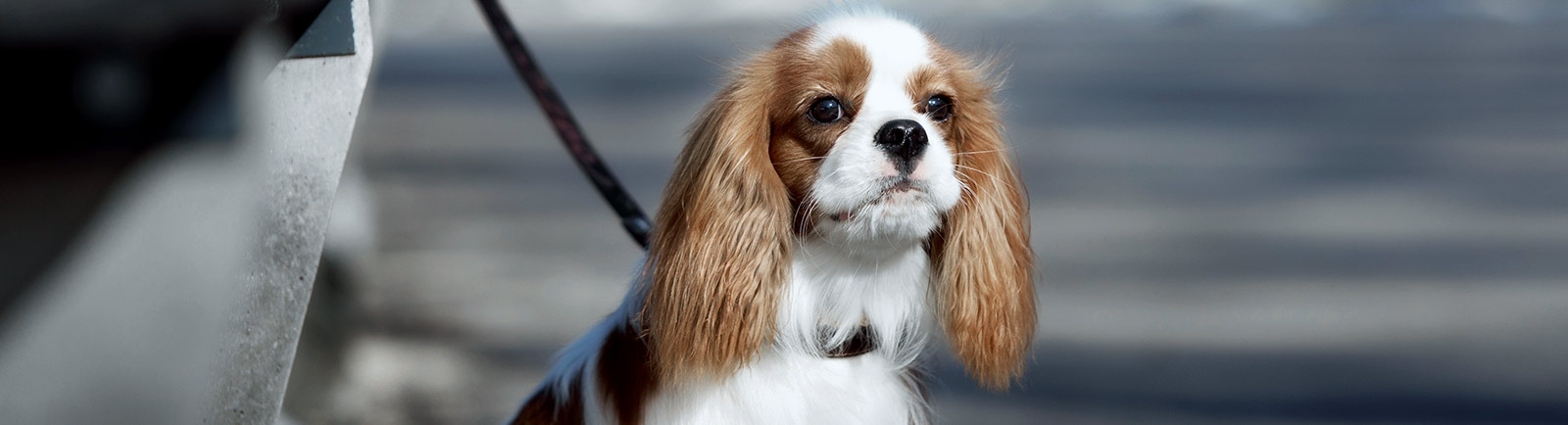 Kay Animal Hospital Kay Animal Hospital