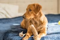 Dog Bone Safety Dog Bone Safety