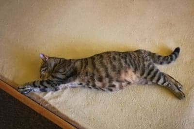 Leaving a Kitten Home Alone for the First Time Leaving a Kitten Home Alone for the First Time