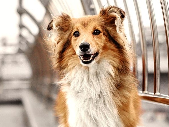 Noll Veterinary Hospital About Us Hero Image Noll Veterinary Hospital About Us Hero Image