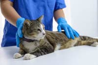 MRI in Cats: What is It & When Your Cat May Need One MRI in Cats: What is It & When Your Cat May Need One