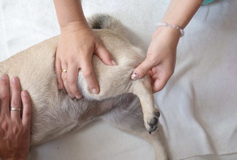 ACL in Dogs ACL in Dogs