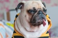 Help! Why is my dog vomiting? Help! Why is my dog vomiting?