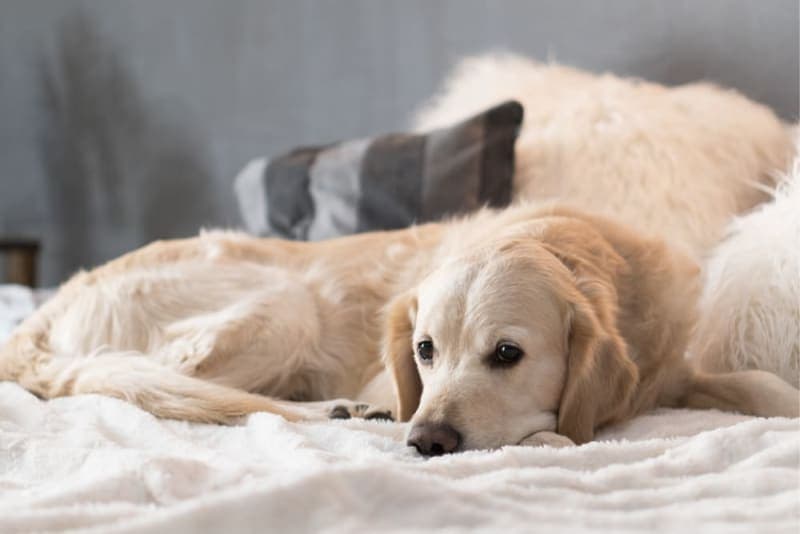 Lyme Disease in Dogs: Symptoms, Diagnosis & Treatment Lyme Disease in Dogs: Symptoms, Diagnosis & Treatment