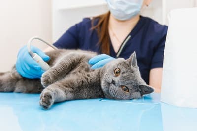 Understanding Ultrasound For Pets Understanding Ultrasound For Pets