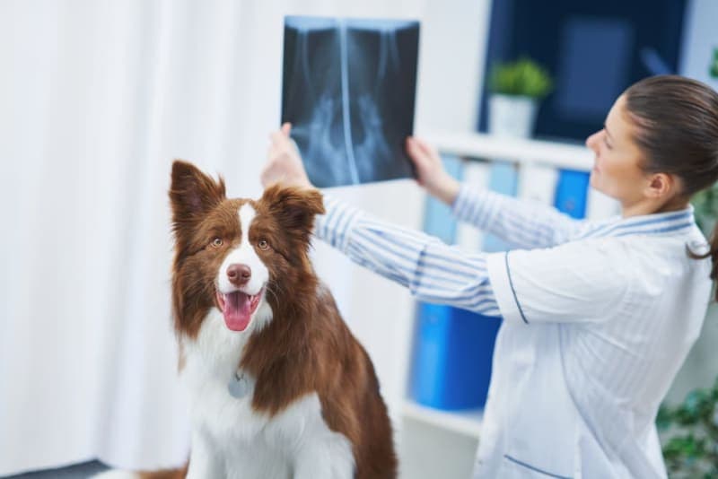 Diagnostic Imaging for Your Dog or Cat Diagnostic Imaging for Your Dog or Cat