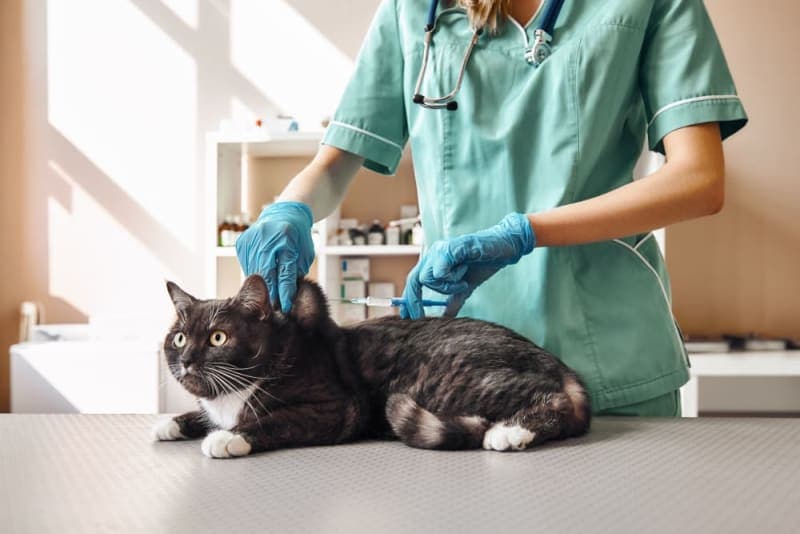 Cat Vaccination Schedule Cat Vaccination Schedule