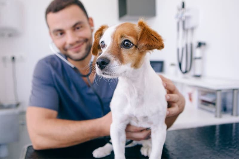 Puppy Vaccine Schedule: What Shots Puppies Need & When Puppy Vaccine Schedule: What Shots Puppies Need & When