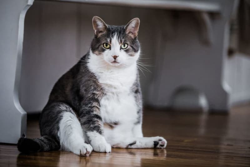 Can cat diabetes cause blindness? Can cat diabetes cause blindness?