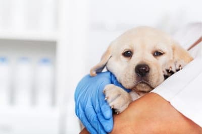 What Shots Puppies Need & When What Shots Puppies Need & When