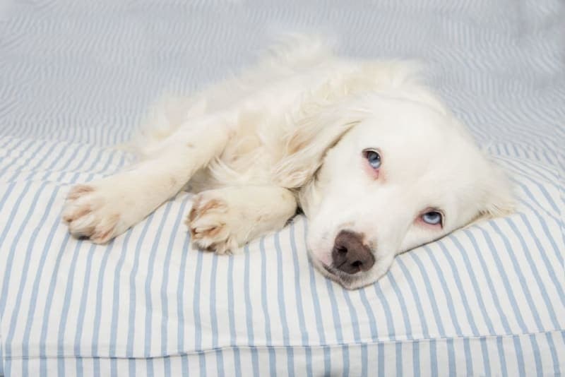 Vomiting & Diarrhea in Pets That Won't Stop: Causes & What to Do Vomiting & Diarrhea in Pets That Won't Stop: Causes & What to Do