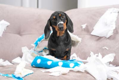 Help! My Dog Eats Everything! Help! My Dog Eats Everything!