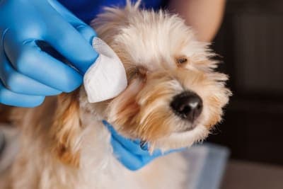 Dog Eye Infection - Causes & Treatment Options Dog Eye Infection - Causes & Treatment Options