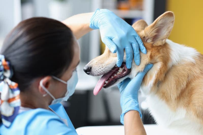 Broken Jaws in Dogs: Causes & Treatments Broken Jaws in Dogs: Causes & Treatments