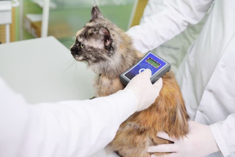 Should I Get My Cat Microchipped? Should I Get My Cat Microchipped?