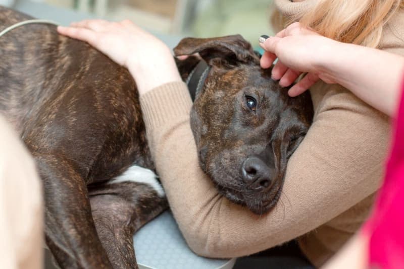 Signs of Pain & Discomfort in Dogs Signs of Pain & Discomfort in Dogs