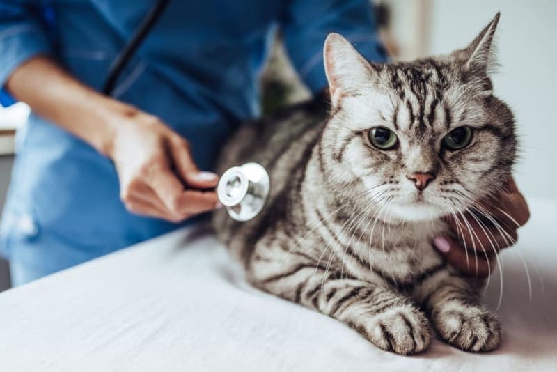 Understanding Blood Tests For Cats Understanding Blood Tests For Cats