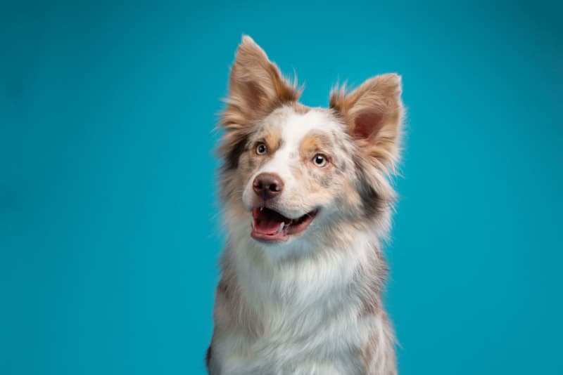 Ear Infection in Dogs Ear Infection in Dogs