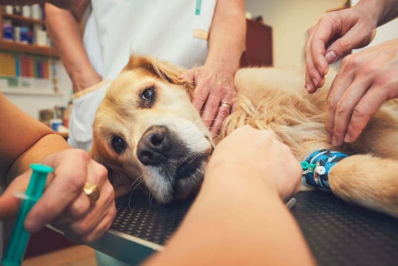 Anesthesia for Dogs Anesthesia for Dogs