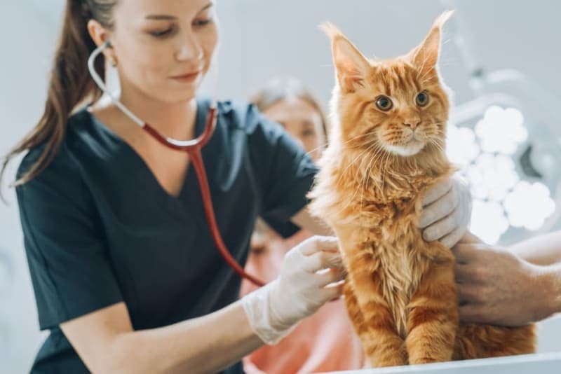 How to Tell if Your Cat Is Sick: Signs & Symptoms How to Tell if Your Cat Is Sick: Signs & Symptoms