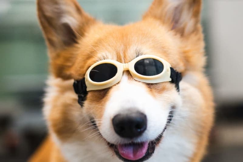 What is Veterinary Cold Laser Therapy? What is Veterinary Cold Laser Therapy?