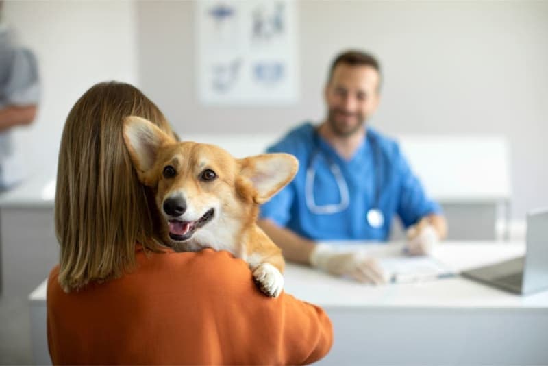 Puppy’s First Vet Visit: Checklist & What to Expect Puppy’s First Vet Visit: Checklist & What to Expect