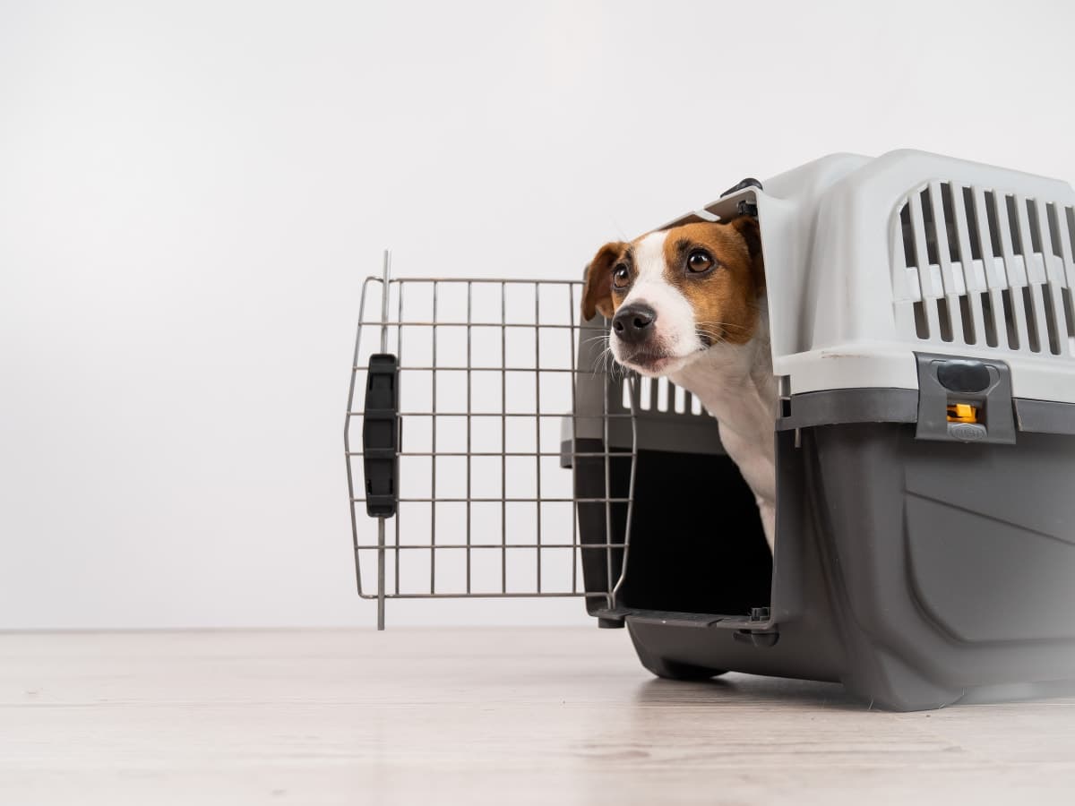 Dog Health Certificates - Preparing to Travel with Your Dog Dog Health Certificates - Preparing to Travel with Your Dog