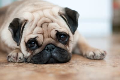 Acute Kidney Failure in Dogs Acute Kidney Failure in Dogs