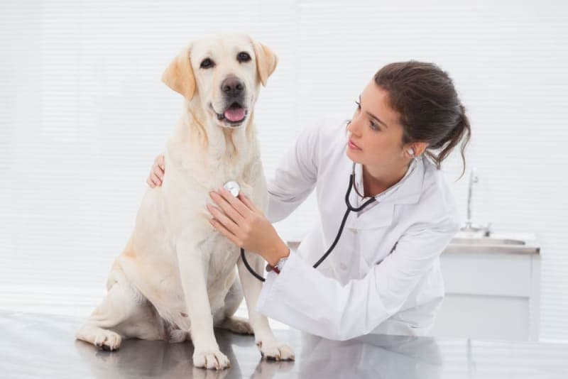 Cushing's Disease in Dogs Cushing's Disease in Dogs