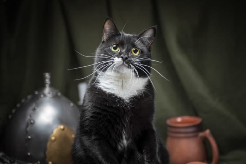 Why does my cat's breath smell bad? Why does my cat's breath smell bad?