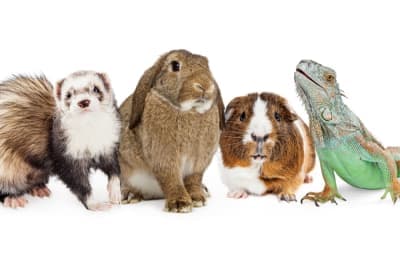 15 Best Small Exotic Pets for Apartment Living 15 Best Small Exotic Pets for Apartment Living
