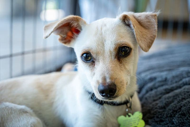 Tips for Veterinary Boarding for Senior Dogs Tips for Veterinary Boarding for Senior Dogs