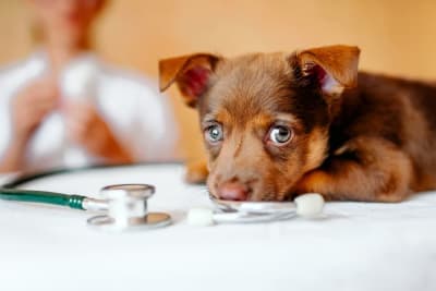 Puppy’s First Vet Visit: Checklist & What to Expect Puppy’s First Vet Visit: Checklist & What to Expect