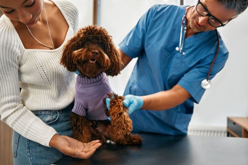 Routine Vet Exams - Why Are Regular Veterinary Checkups Important? Routine Vet Exams - Why Are Regular Veterinary Checkups Important?