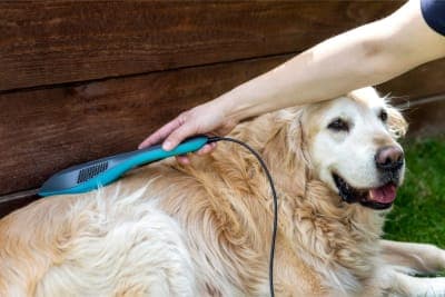 What Is Veterinary Cold Laser Therapy? What Is Veterinary Cold Laser Therapy?