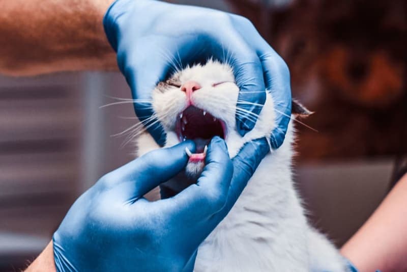 Why Does My Cat's Breath Smell Bad? Why Does My Cat's Breath Smell Bad?