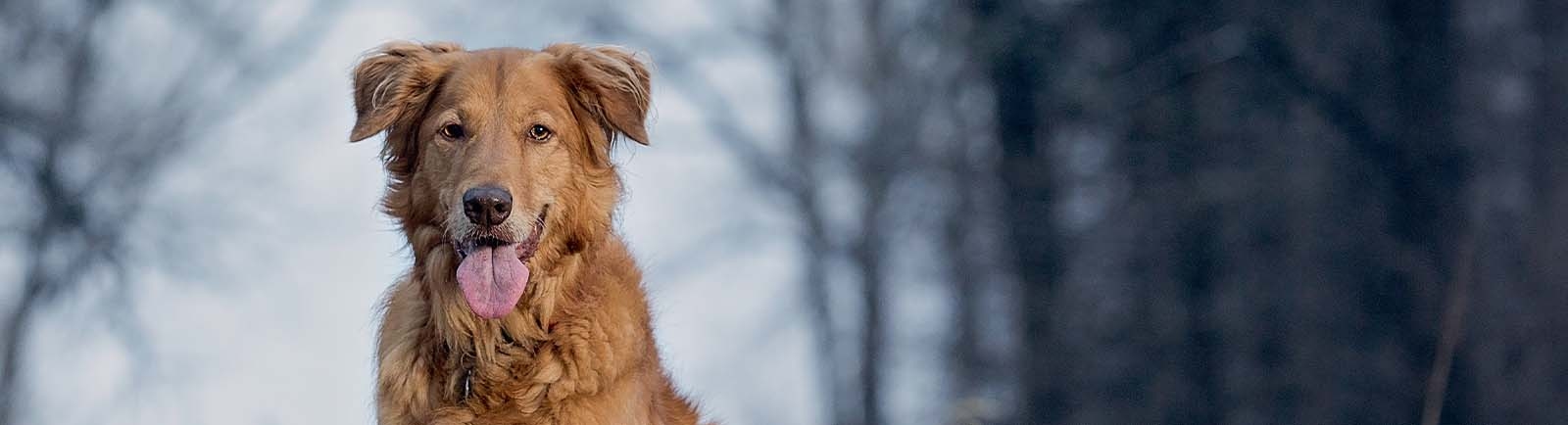 Animal Medical Center of Cumming Animal Medical Center of Cumming