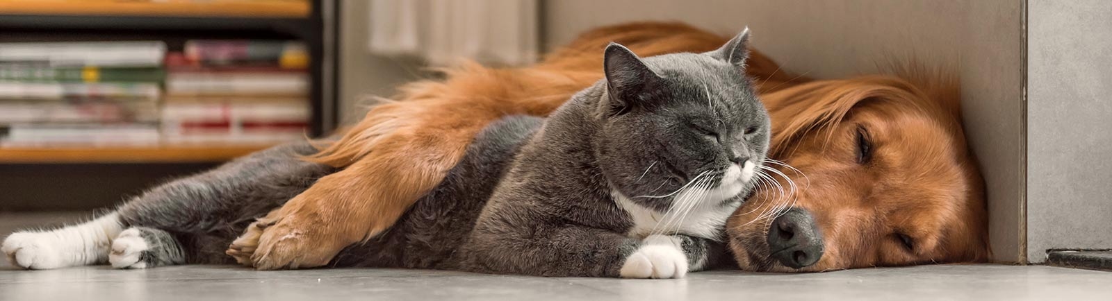 Hohenwald Animal Hospital Hohenwald Animal Hospital