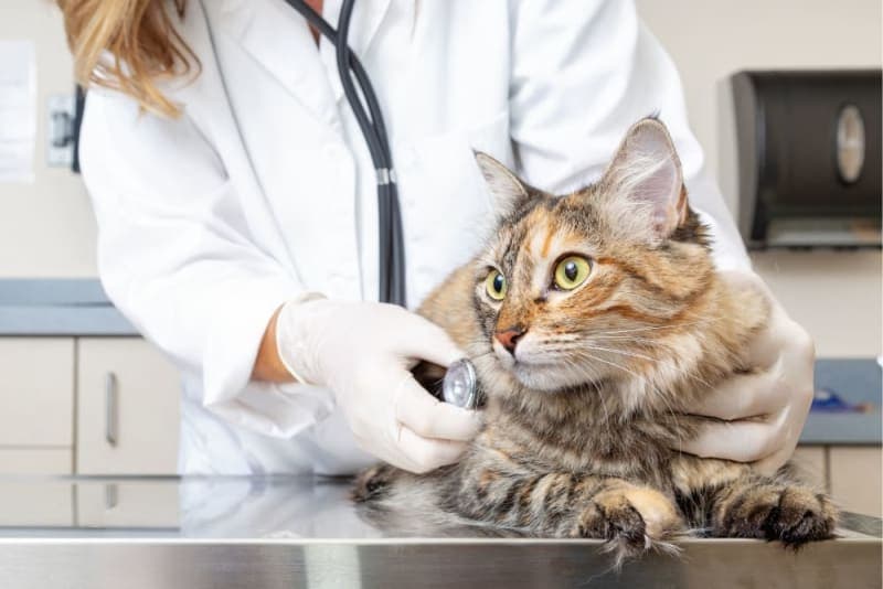 How often do you take a cat to the vet? How often do you take a cat to the vet?
