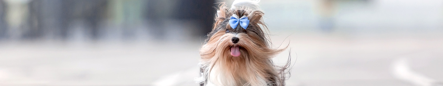 Welcome to Voorhees Veterinary Center Welcome to Voorhees Veterinary Center