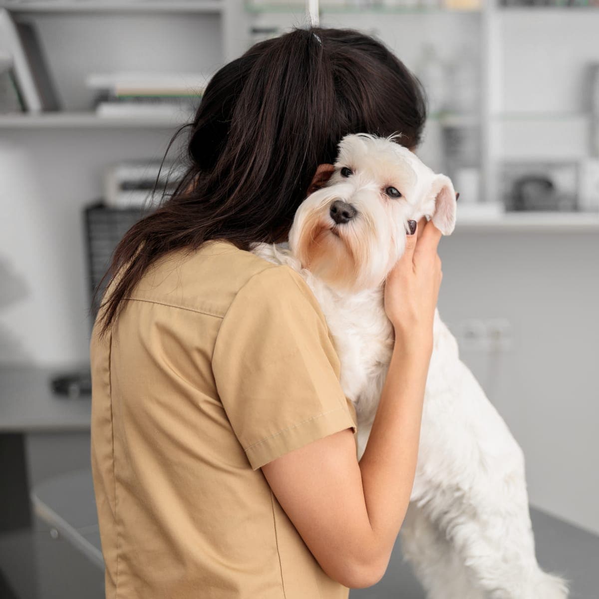 Companion Animal Specialty and Emergency Hospital - About Image Companion Animal Specialty and Emergency Hospital - About Image