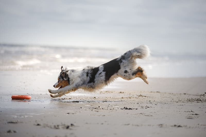 How much does hip dysplasia surgery cost for dogs? Is it necessary? How much does hip dysplasia surgery cost for dogs? Is it necessary?