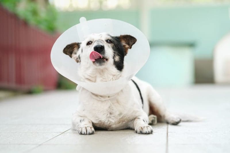 How Long Does Spaying Take? How Long Does Spaying Take?