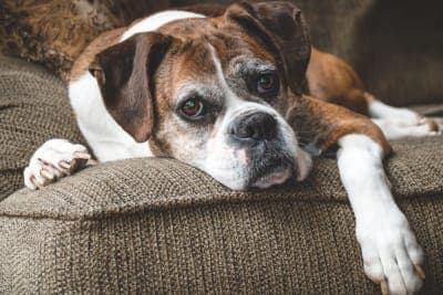 Weight Loss in Older Dogs: When to Worry Weight Loss in Older Dogs: When to Worry