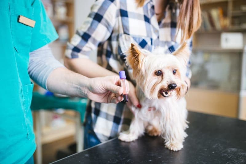 Understanding Blood Tests for Dogs Understanding Blood Tests for Dogs