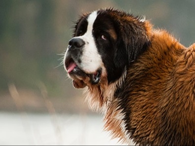 Paws and Claws Veterinary Hospital About Us Hero Image Paws and Claws Veterinary Hospital About Us Hero Image